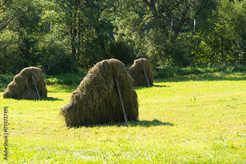 Hay bales arranged in a lush green field under bright sunlight, surrounded by trees, showcasing rural agricultural life and natural beauty in a serene landscape