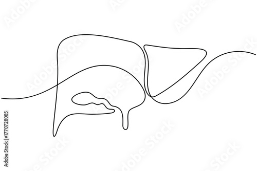 Human Liver anatomy continuous one line drawing on white background minimalist internal organ outline vector illustration