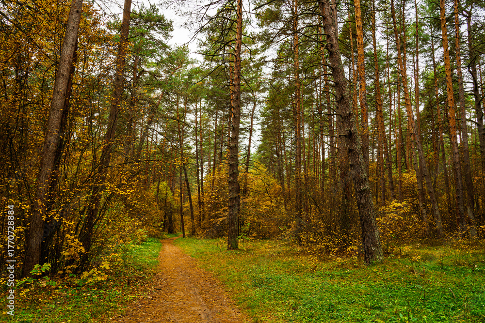 Obraz premium Forest path in autumn park with tall pine trees and golden foliage. Nature trail in seasonal woodland for outdoor activity. Scenic landscape.