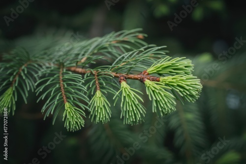 Spruce Branch Detail Evergreen Tree Nature Plant Fresh Foliage