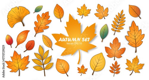 A set of autumn leaves of different shapes and colors on a white background. A collection of colorful autumn leaves from different trees. Vector illustration.