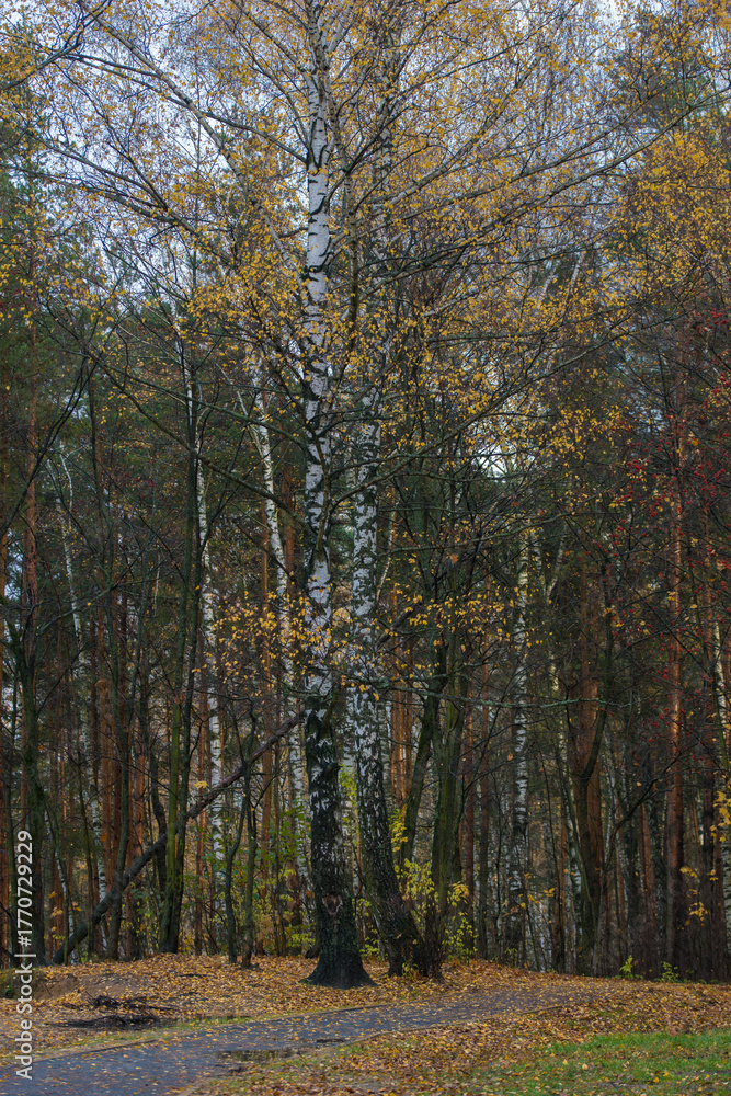 Obraz premium Autumn landscape in late October. Cloudy late autumn.