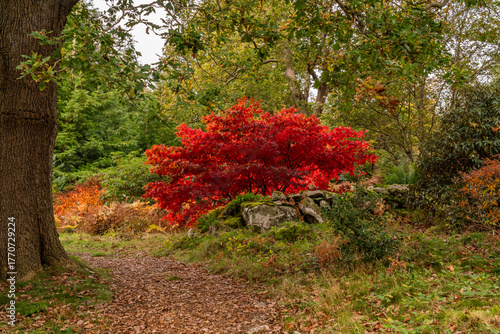 Autumn in Snowdonia National park North wales