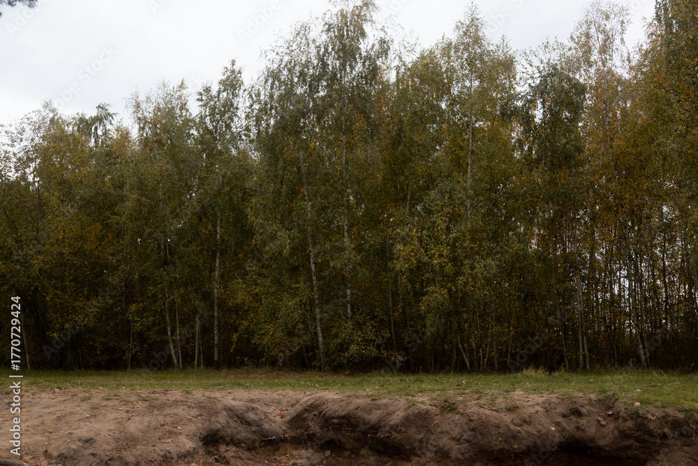 Obraz premium Autumn birch forest with golden leaves