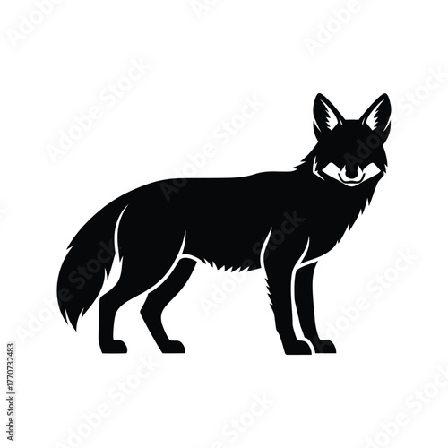 Coyote standing silhouette wild animal canidae mammal side profile facing forward full body view