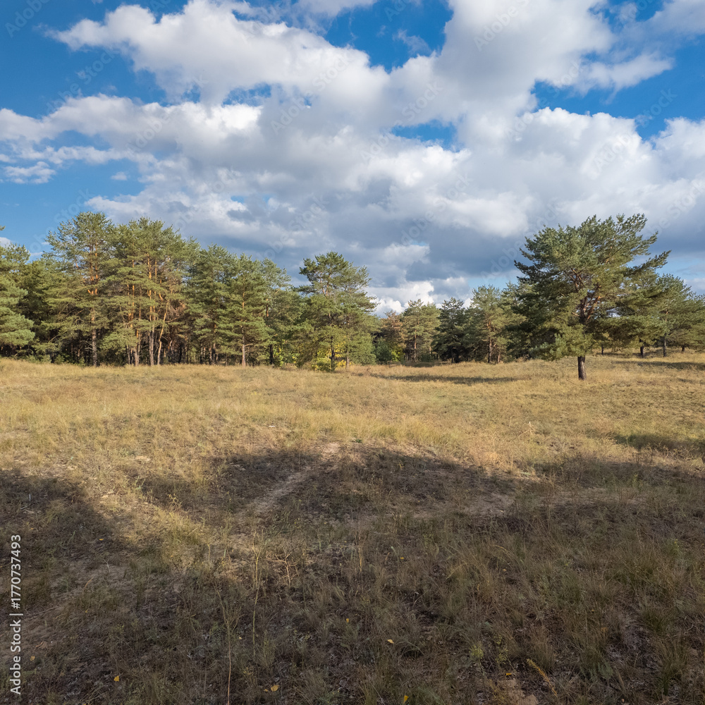 Fototapeta premium Sunny autumn landscape with dry grassy meadow, mixed forest of pine and deciduous trees, and a winding path under a blue sky with clouds. Peaceful seasonal nature scene with warm light and shadows.