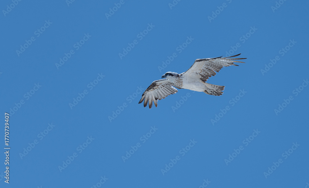 Obraz premium Eastern Osprey in Cape Range National Park, Western Australia, Australia