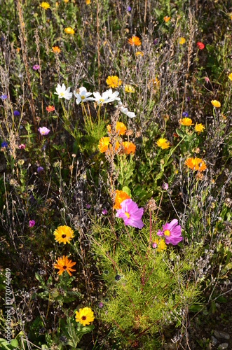 FLEURS DES CHAMPS EN AUTOMNE BOURGOGNE 