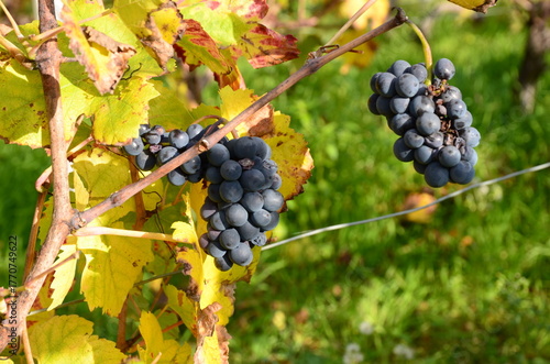 Fototapete GRAPPES DE RAISIN MURES VIGNE D'IRANCY BOURGOGNE
