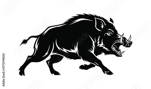 Aggressive wild boar charging forward with open mouth