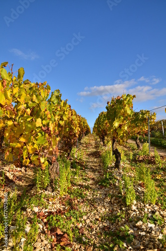 PIEDS DE VIGNE EN AUTOMNE VIGNOBLE DE CHABLIS BOURGOGNE