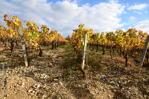 PIEDS DE VIGNE EN AUTOMNE VIGNOBLE D'IRANCY BOURGOGNE