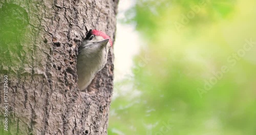 Great spotted woodpecker chick sitting in a tree hole in spring, UK