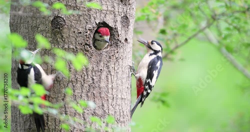 Great spotted woodpecker male and  female feeding chick in a tree hole nest in spring, UK