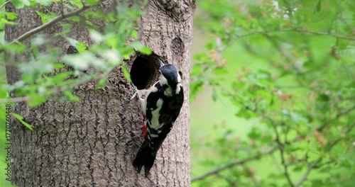 Great spotted woodpecker female feeding chick in a tree hole nest in spring, UK