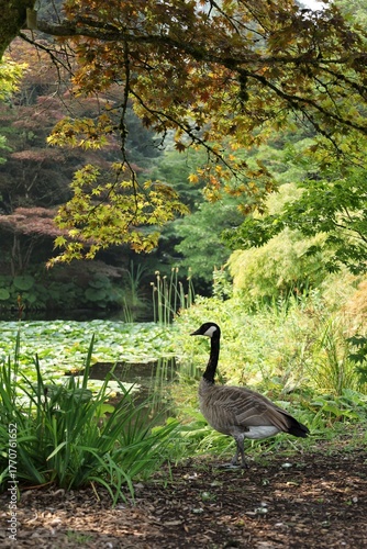 Canada geese by the lakeside with maple leaves above
