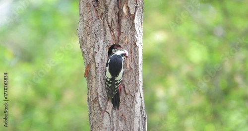 Great spotted woodpecker male feeding chick in a tree hole in spring, UK