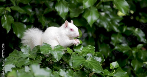 Rare albino grey squirrel with white fur and pink eyes eating a nut while sitting among green ivy leaves, UK