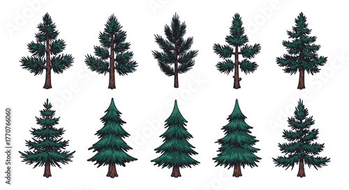 Variety of evergreen trees with detailed needle and branch designs