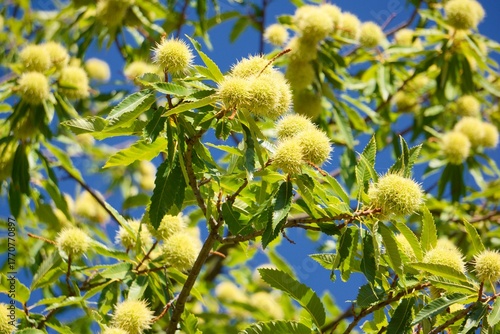 Close-up of a still green chestnut