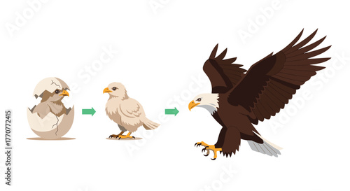 The life cycle of a bald eagle, from hatching chick to a powerful adult bird taking flight, illustrating growth and development.