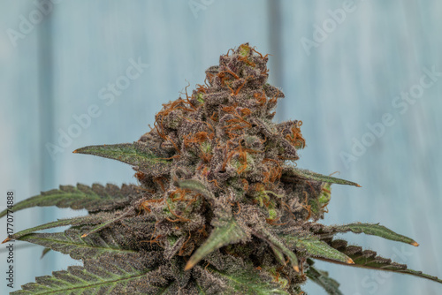Black apple strain of marijuana ripened bloom blossom with color background