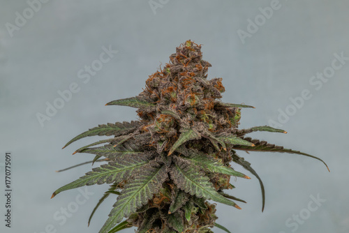 Black apple strain of marijuana ripened bloom blossom with color background