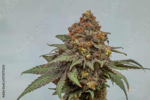 Black apple strain of marijuana ripened bloom blossom with color background