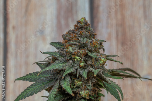 Black apple strain of marijuana ripened bloom blossom with color background