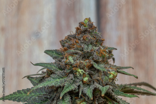 Black apple strain of marijuana ripened bloom blossom with color background