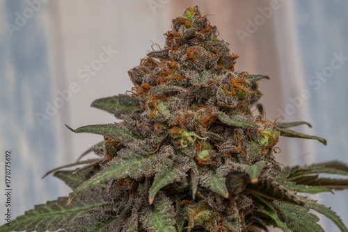Black apple strain of marijuana ripened bloom blossom with color background
