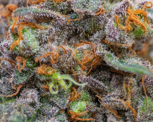 Black apple strain marijuana ripened bloom blossom with color background macro