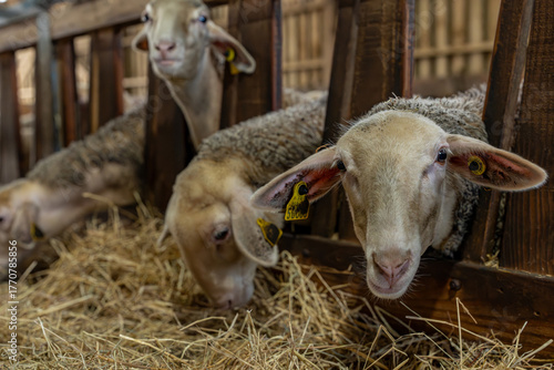 Gros plan sur des moutons dans une ferme, capturant les détails de leur laine et l’ambiance rustique et authentique de la vie rurale.