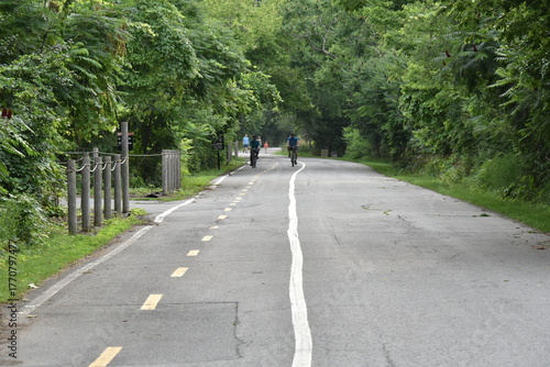 Wallpaper Mural Road in the park Torontodigital.ca