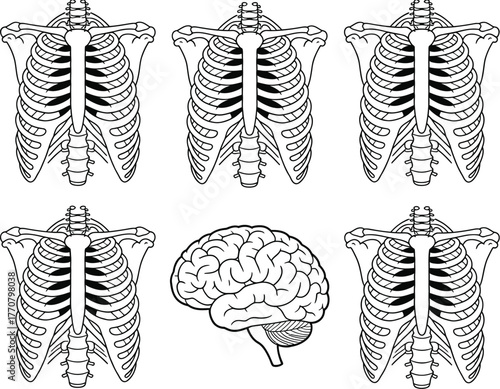 Medical Illustration of Rib Cages and a Brain Depicting Human Anatomy and Health Concepts