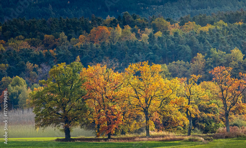 Autumn trees on meadow illuminated by the sun with forest. Czech landscape