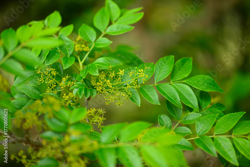 Zanthoxylum coreanum is an endemic deciduous shrub native to Korea, growing in coastal valleys. It features glossy aromatic leaves, thick spines, and a distinctive fragrance. Photographed in Korea.