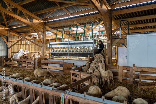 Vue sur les brebis se dirigeant vers la machine à traire dans une ferme, illustrant le moment de la traite mécanique et l’organisation d’un élevage moderne.