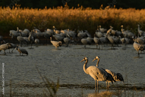 Kraniche in Brandenburg