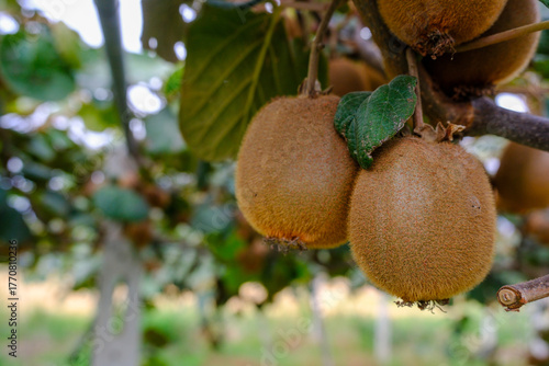 Kiwi picking season. Kiwi o...
