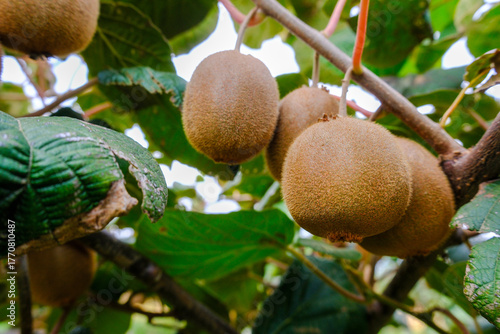 Kiwi picking season. Kiwi o...