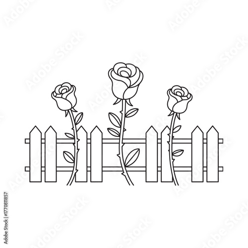 Hand drawn line art illustration of three roses growing behind a white picket fence