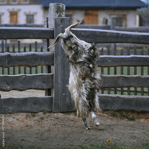 A beautiful downy goat stands on its hind legs.
