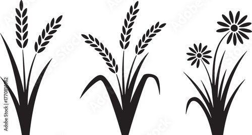 Black silhouette of wheat stalks and daisy flowers on white background grain plant