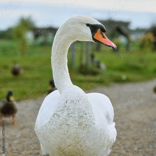 A close-up of a beautiful white goose on the road.