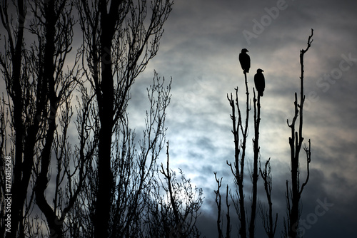 Silhouette of Perched Bald Eagles on a Tree Branch. A pair of Bald Eagles in silhouette perch on a tree branch.
