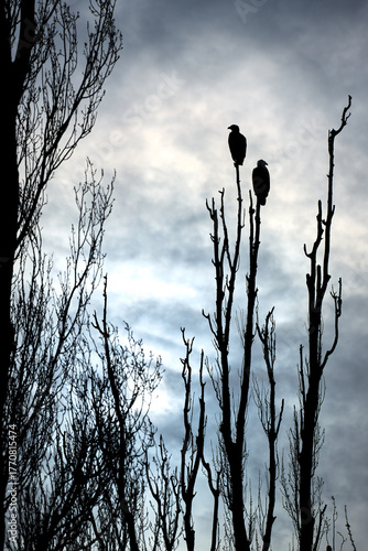Silhouette of Perched Bald Eagles on a Tree Branch vertical. A pair of Bald Eagles in silhouette perch on a tree branch.
