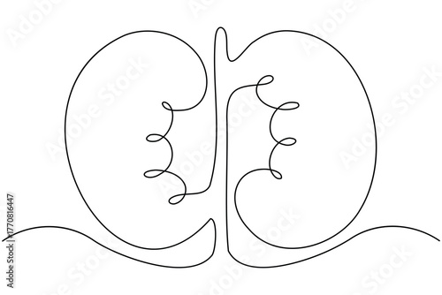 Human kidney anatomy continuous one line drawing on white background minimalist internal organ outline vector illustration