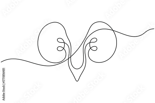 Human kidney anatomy continuous one line drawing on white background minimalist internal organ outline vector illustration