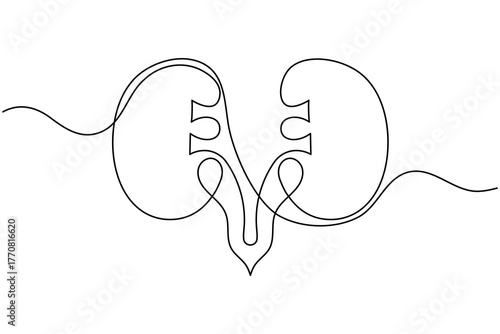 Human kidney anatomy continuous one line drawing on white background minimalist internal organ outline vector illustration